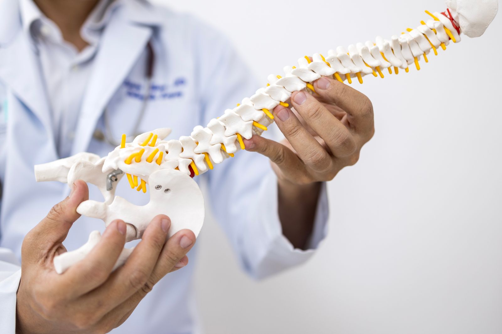 A physician holding a model of the spine.